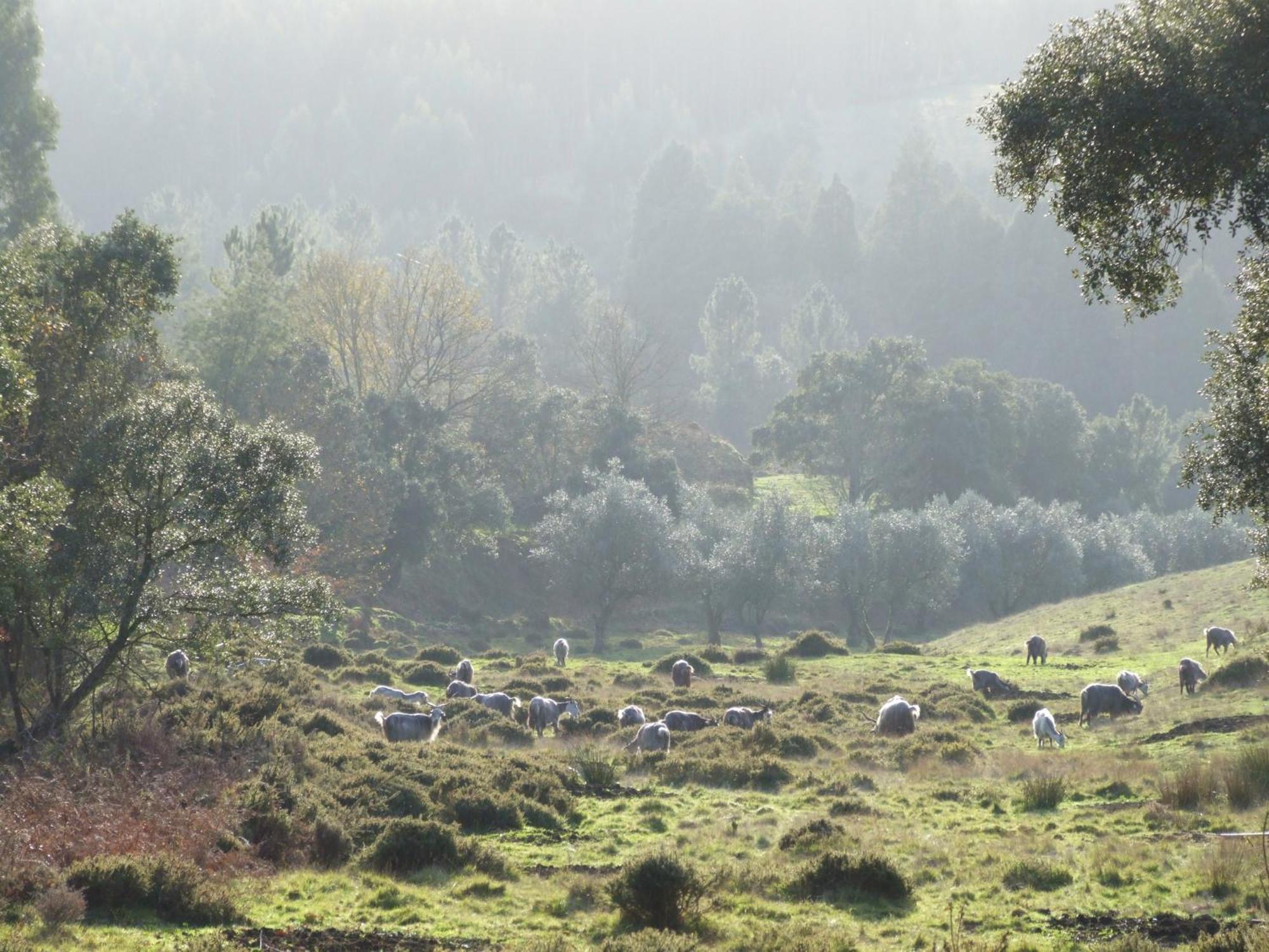 Vumba Agroturismo Arganil Εξωτερικό φωτογραφία