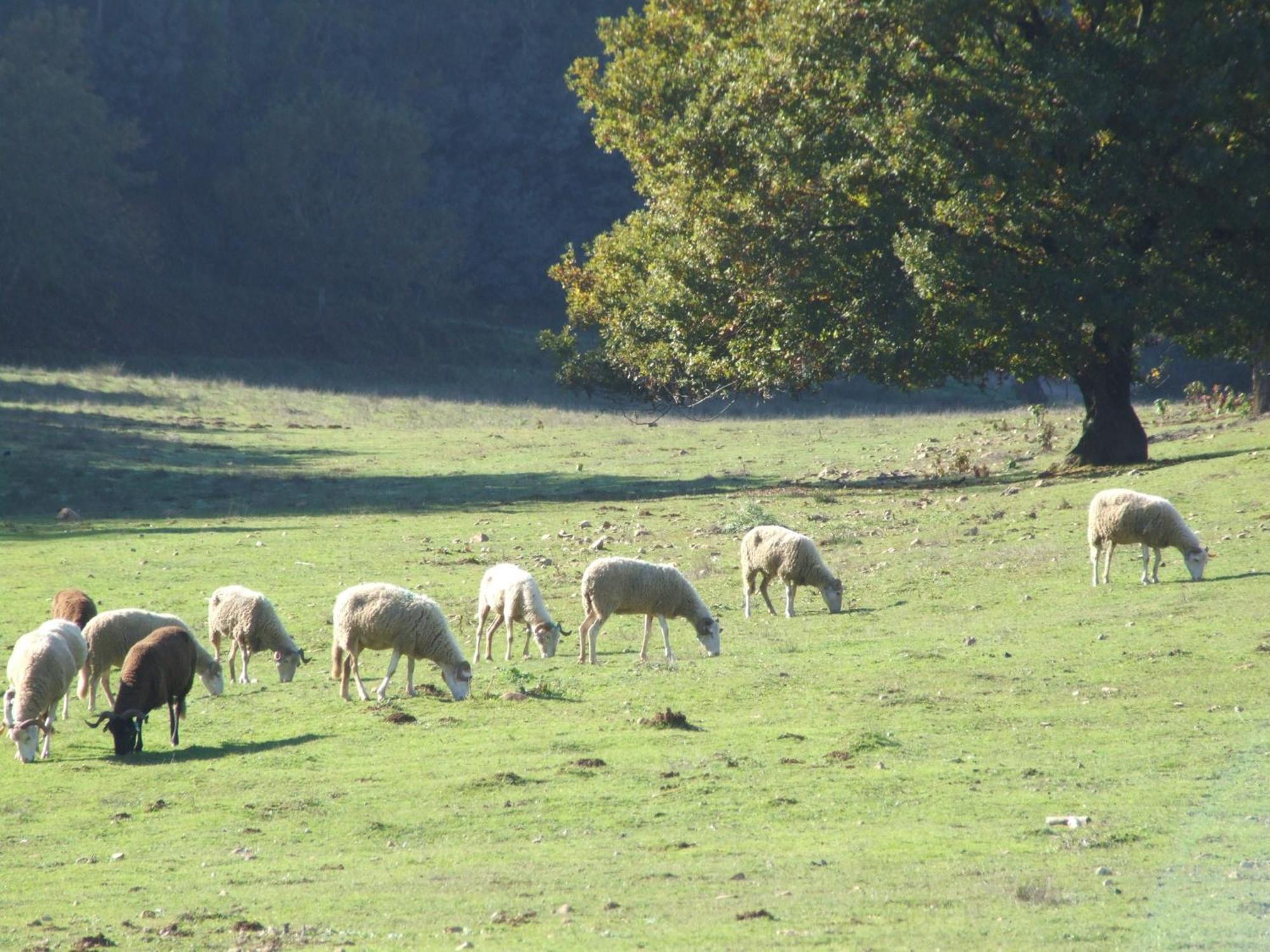 Vumba Agroturismo Arganil Εξωτερικό φωτογραφία